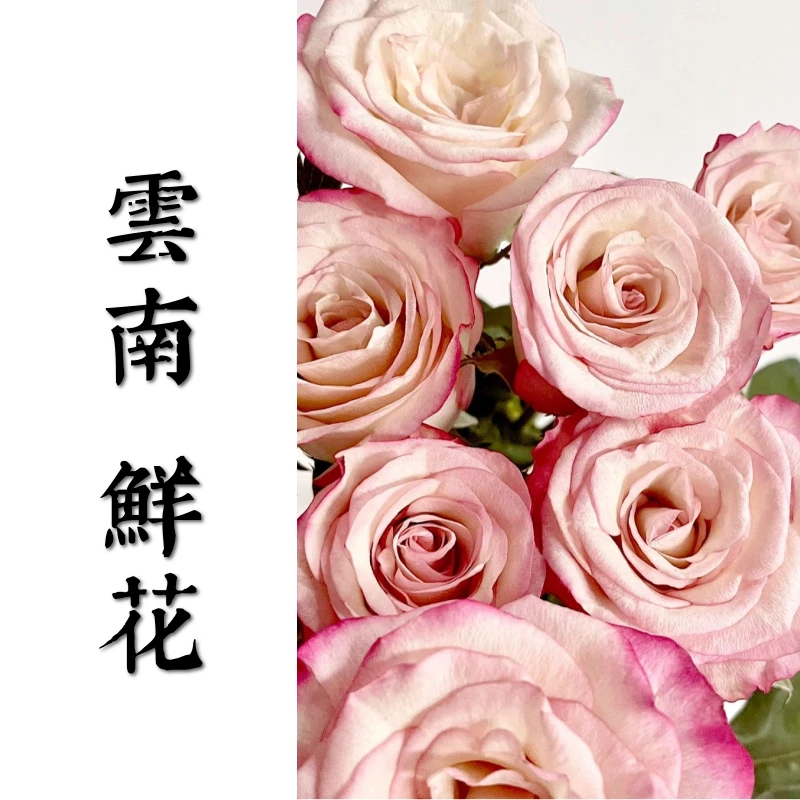 鲜花甄选【红唇】云南鲜花基地直发