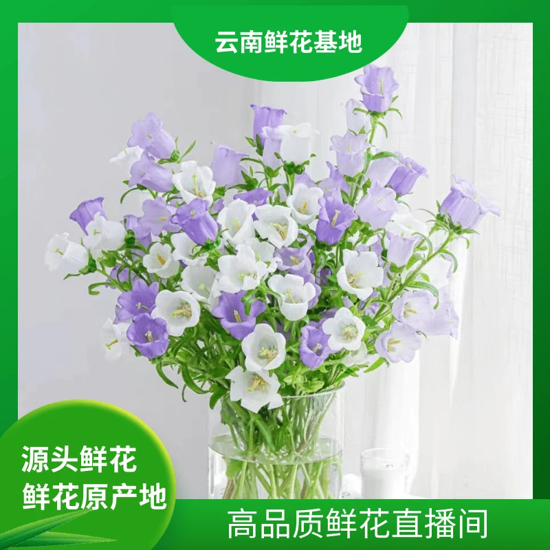 颜花【随机色君影风铃】云南鲜花基地直发