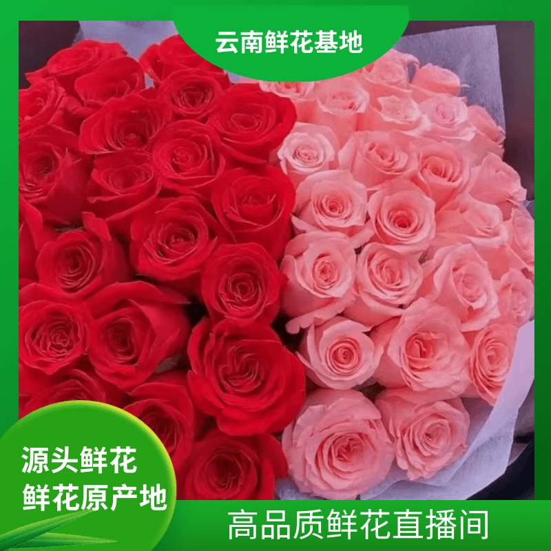 颜花【戴安娜+红玫瑰】云南基地直发