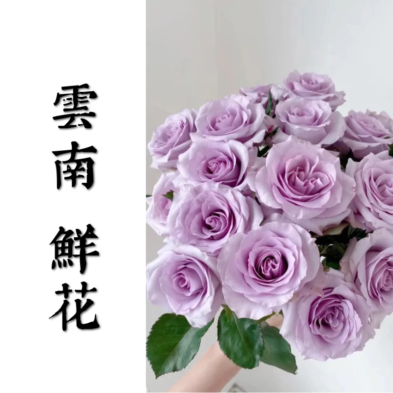 鲜花甄选【海洋之歌】云南鲜花基地直发