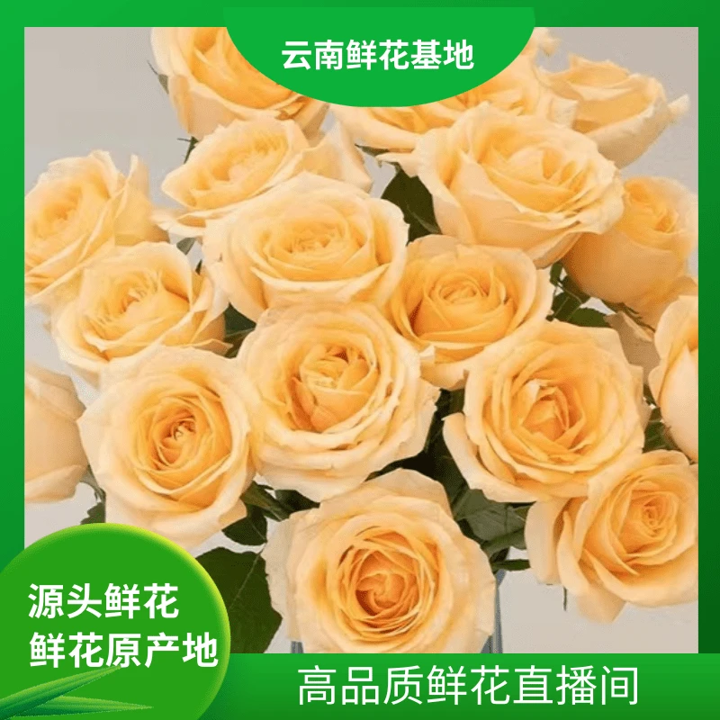 颜花【香槟】云南基地直发