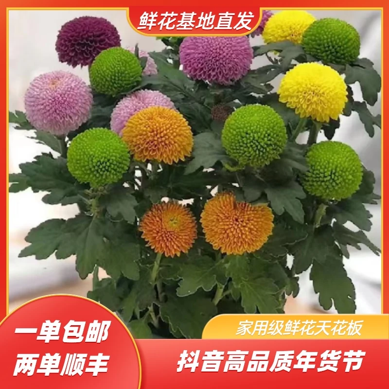 【乒乓菊福利】云南鲜花基地直发 已出货及拒收不售后
