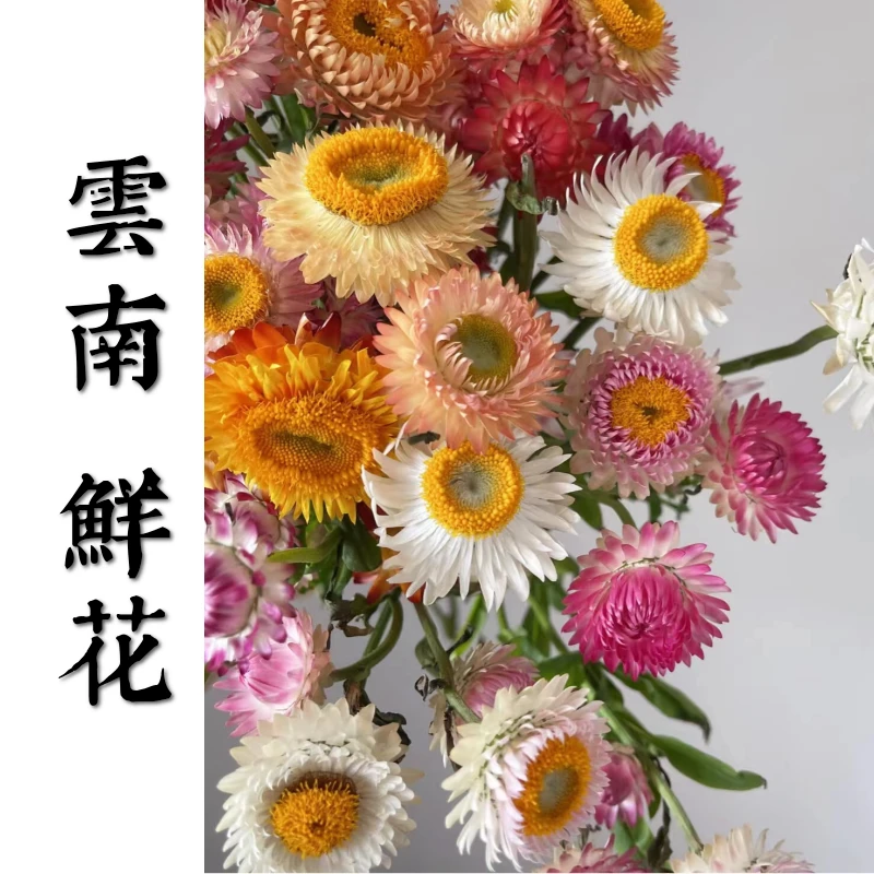 鲜花甄选【麦秆菊】 云南鲜花基地直发