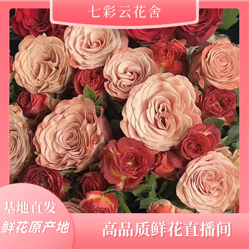 七彩云花【卡布+红玫瑰+巧克力】云南鲜花基地直发 收到深水醒花~