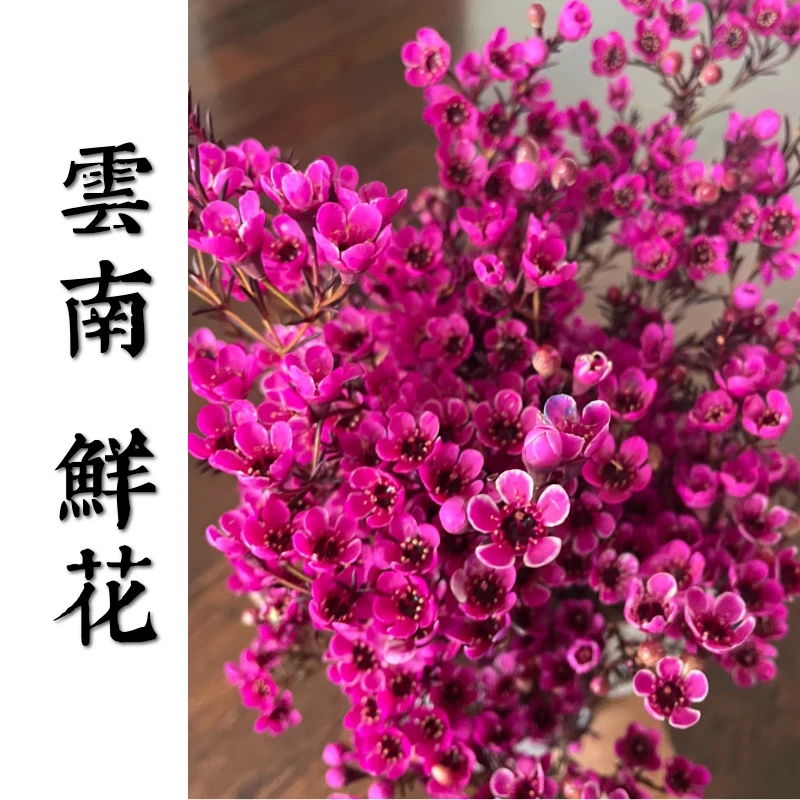 鲜花甄选【玫红色腊梅】 云南鲜花基地直发