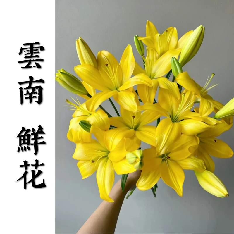 鲜花甄选【黄钻亚百合】 云南鲜花基地直发