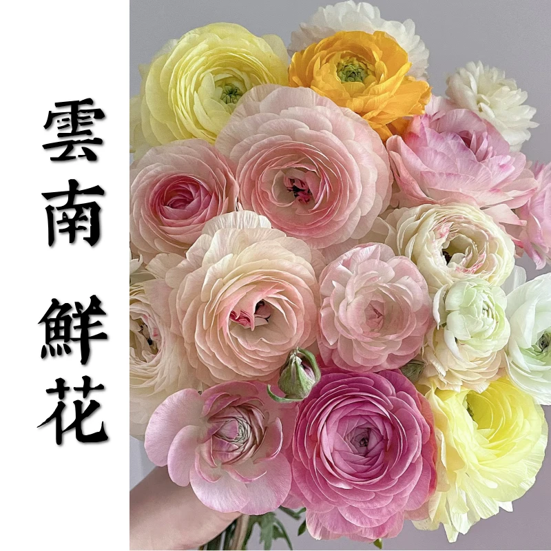 鲜花甄选【洋牡丹】云南鲜花基地直发