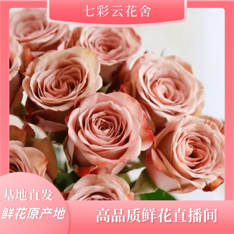 七彩云花【卡布奇诺单头玫瑰】