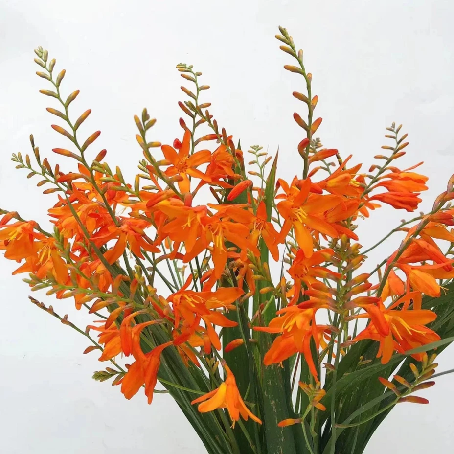 颜花专属【火焰兰福利】云南基地鲜花直发