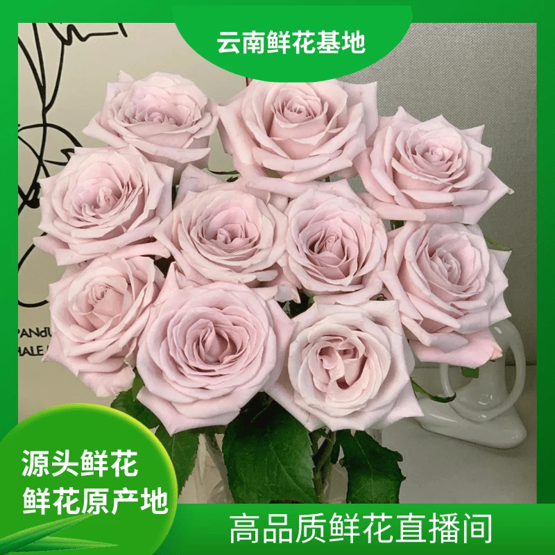 颜花【曼塔玫瑰】云南鲜花基地直发