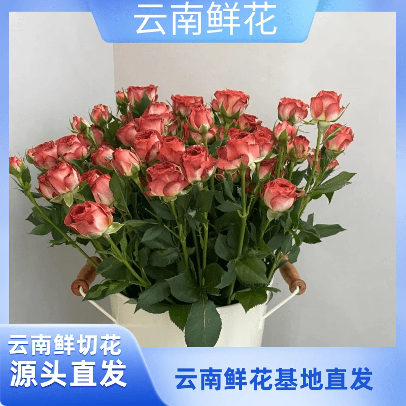 【巧克力玫瑰】大壮好花 云南基地直发