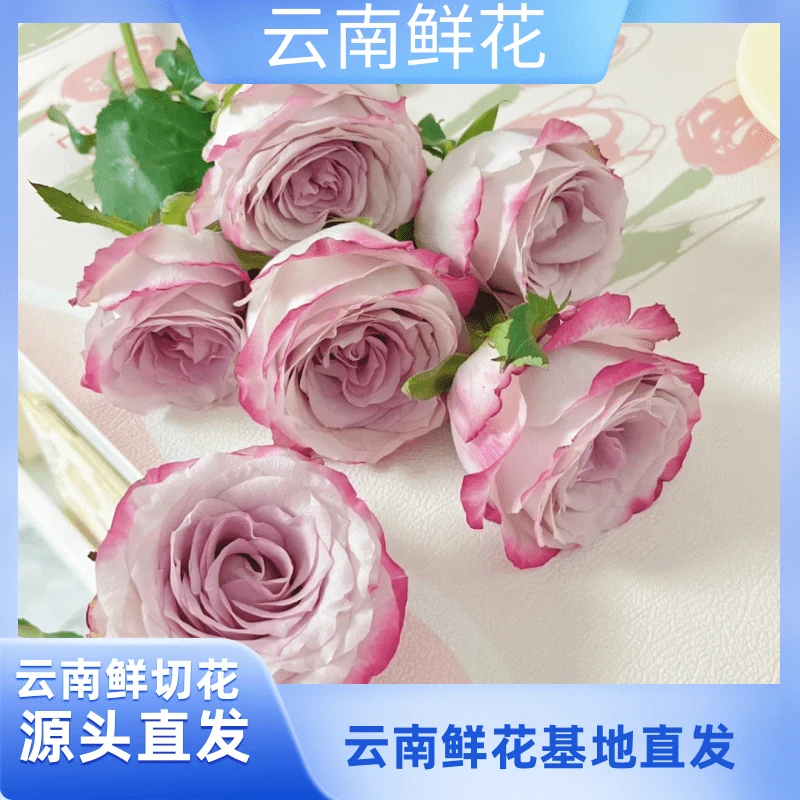 小花【气场玫瑰】云南基地直发