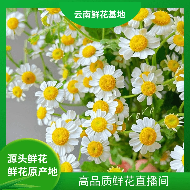 颜花【洋甘菊】云南鲜花 任意两单鲜花升级顺丰/空运