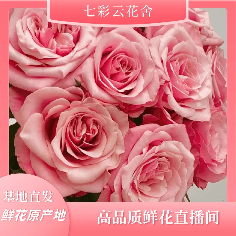 七彩云花【闺蜜玫瑰福利】