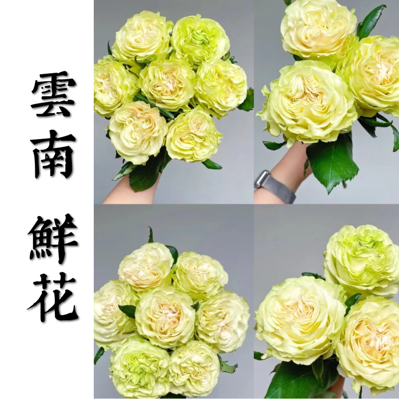 鲜花甄选【琉璃翠】 云南鲜花基地直发