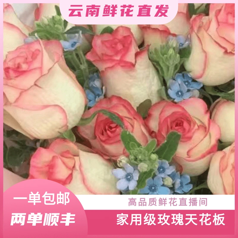 颜花专属【香槟+艾莎+碎冰蓝】云南鲜花基地直发收到深水醒花~