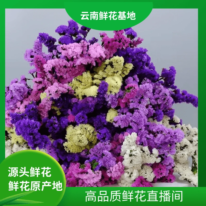 颜花【混色勿忘我福利】云南基地鲜花