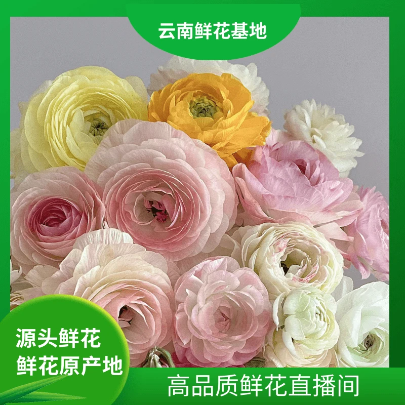 颜花【洋牡丹】云南鲜花基地直发