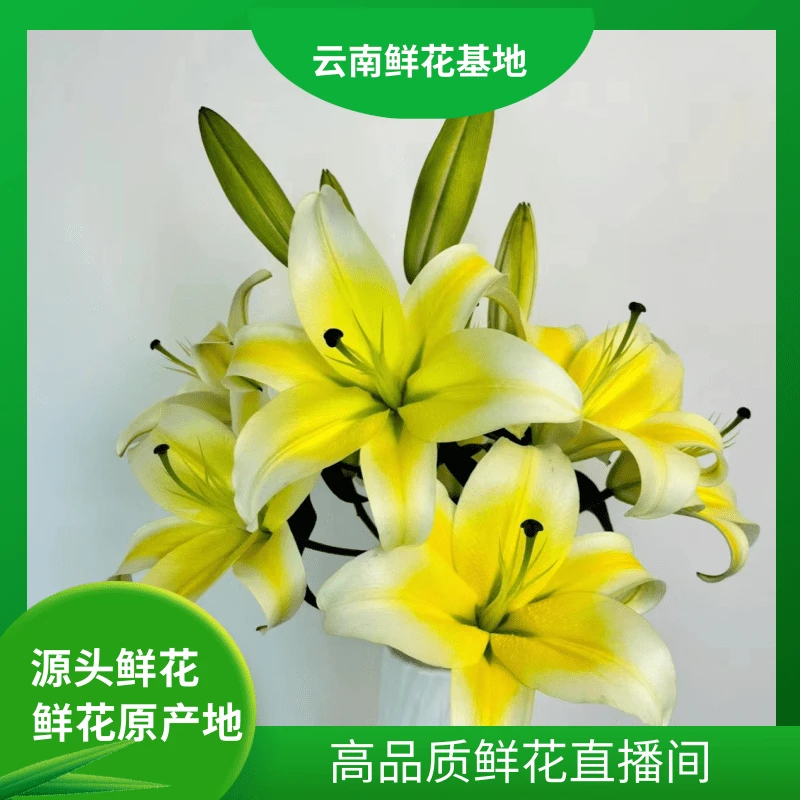 颜花【10头黄百合】云南鲜花基地直发 适合居家养的长期花