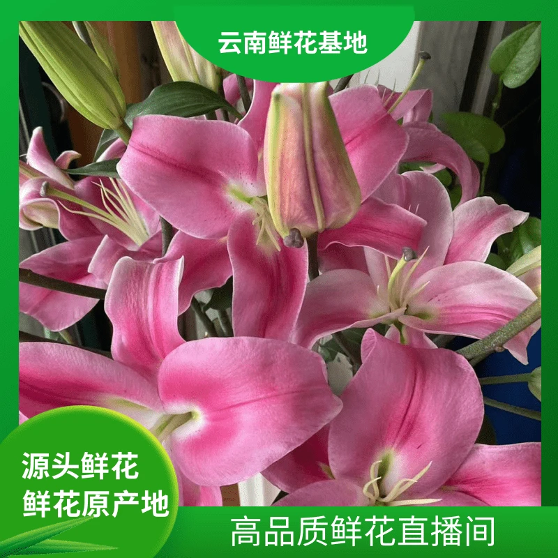 颜花【粉红色系香水百合10头】云南基地直发 适合居家养的长期花