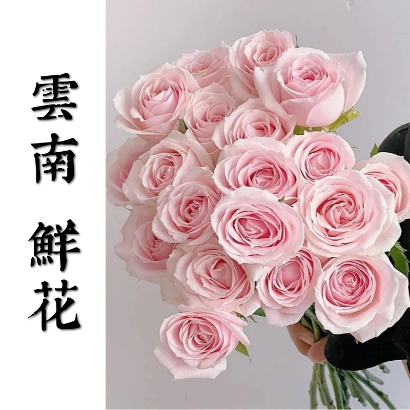 鲜花甄选【粉红雪山】双11宠粉亏米福利节 云南鲜花基地直发