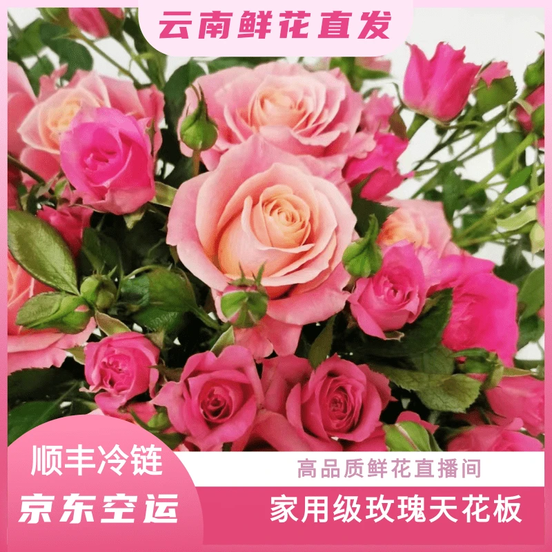 颜花专属【苏菲宝贝+猪小姐】云南基地鲜花直发