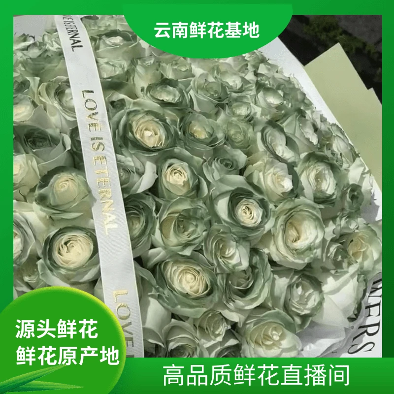 花海专享【苏格兰绿玫瑰】云南鲜花基地直发
