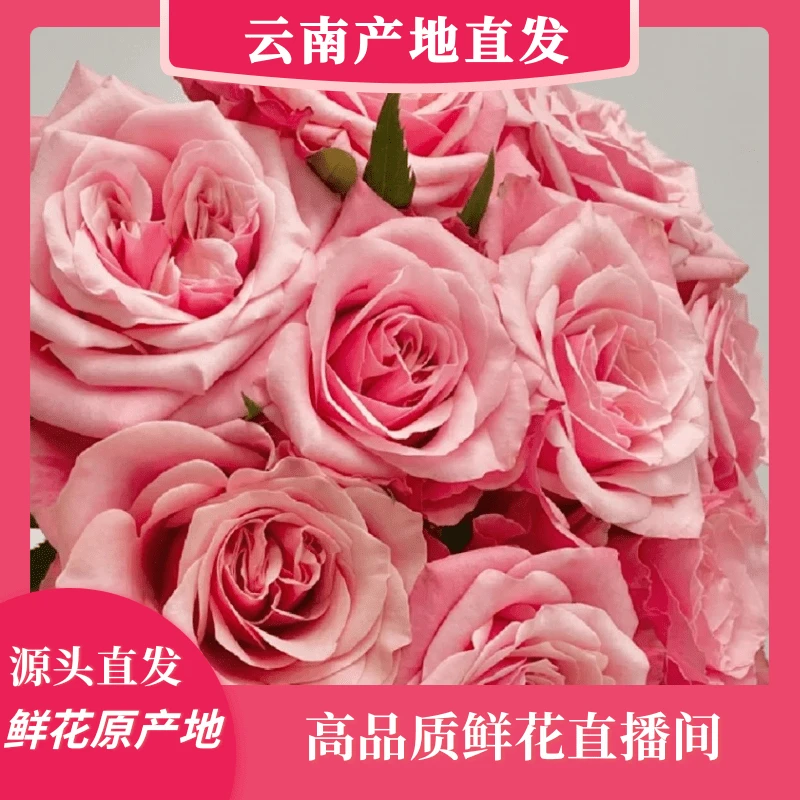 颜花专属【闺蜜+桔梗+洛神】云南基地鲜花 收到记得深水醒花哦~