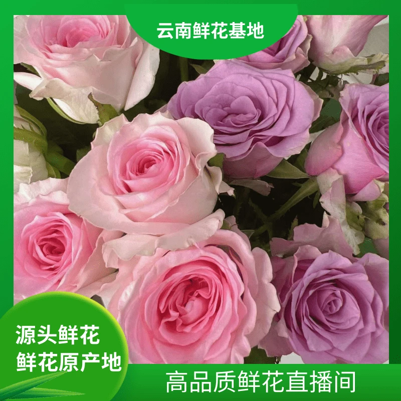 颜花【洛神+紫霞玫瑰】云南基地直发