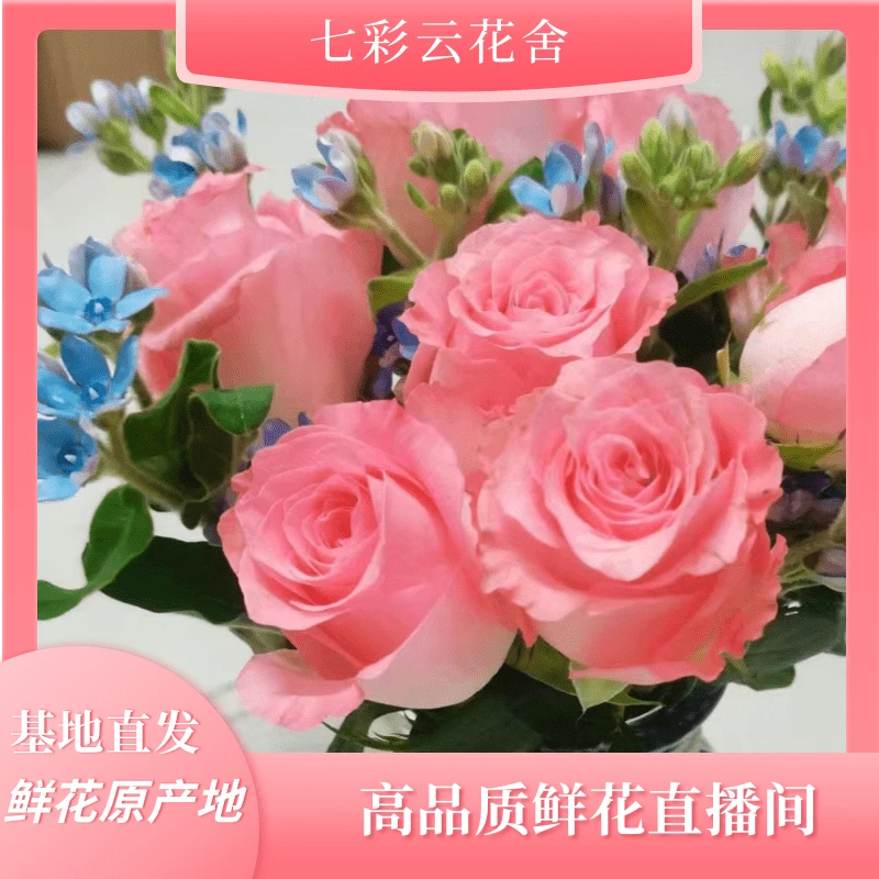 七彩云花【戴安娜+蓝星花】云南基地鲜花直发 收到深水醒花