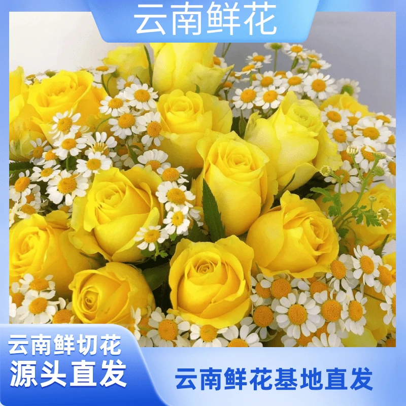 小花【金枝玉叶玫瑰】云南基地直发