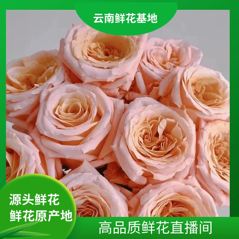 颜花【微光玫瑰】云南鲜花基地直发两单升级顺丰/空运