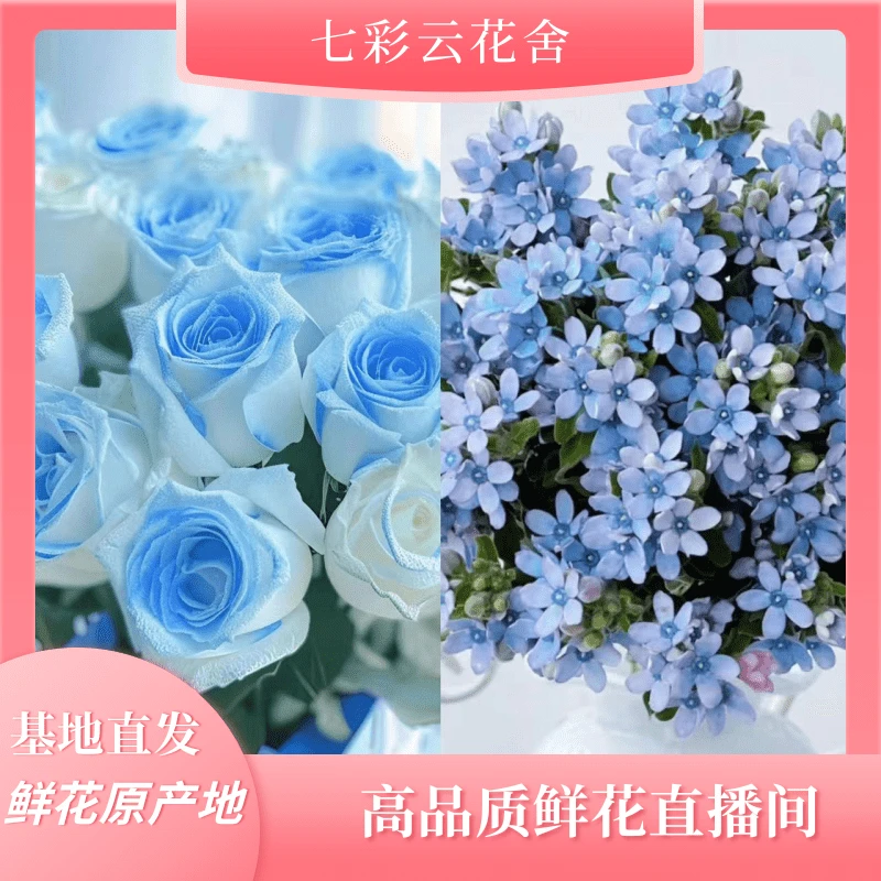 七彩云花【碎冰蓝+尤加利+蓝星花福利】云南鲜花基地收到深水醒花~