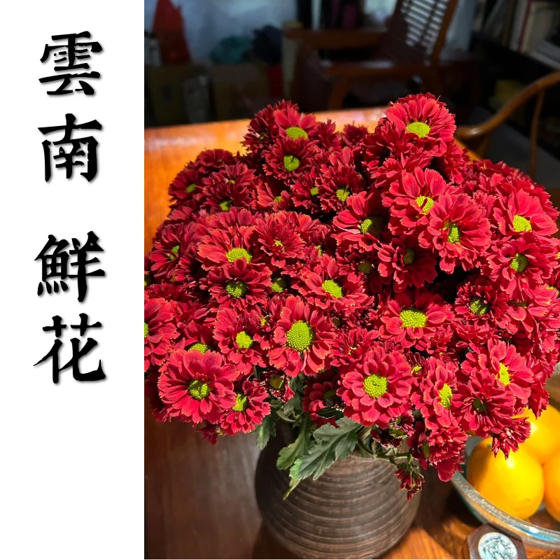 鲜花甄选【红辣椒】 云南鲜花基地直发
