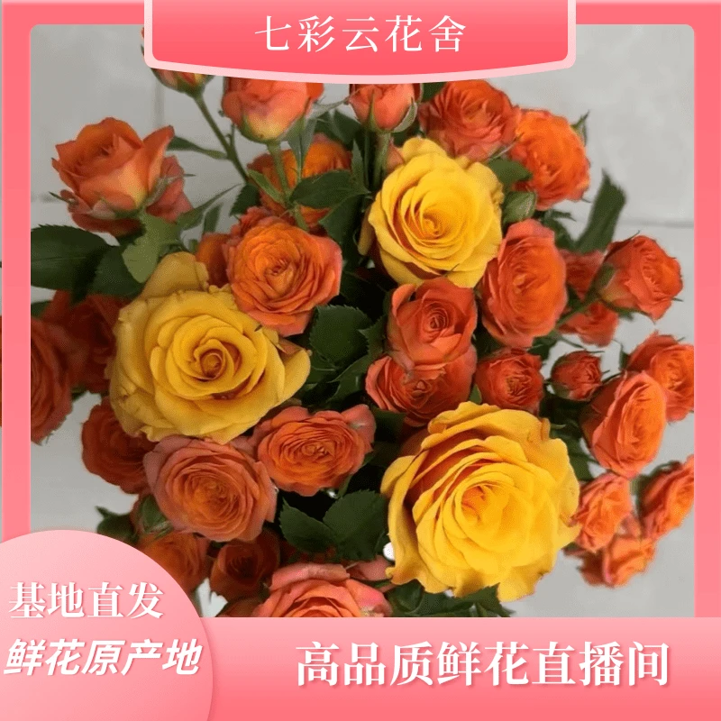 七彩云花【辉皇+迪威娜+橙色芭比】云南鲜花基地直发  收到深水醒花