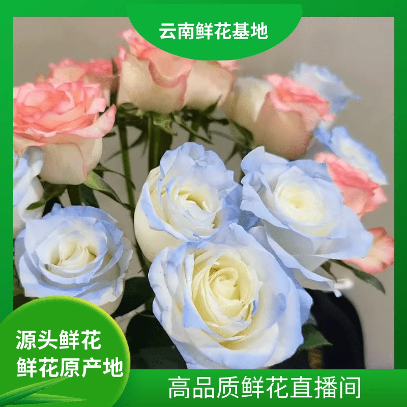颜花【艾莎+碎冰蓝】云南鲜花基地直发 适合居家养的长期花