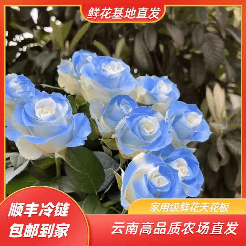 【碎冰蓝福利】云南基地直发 【损耗10%及拒收不售后】