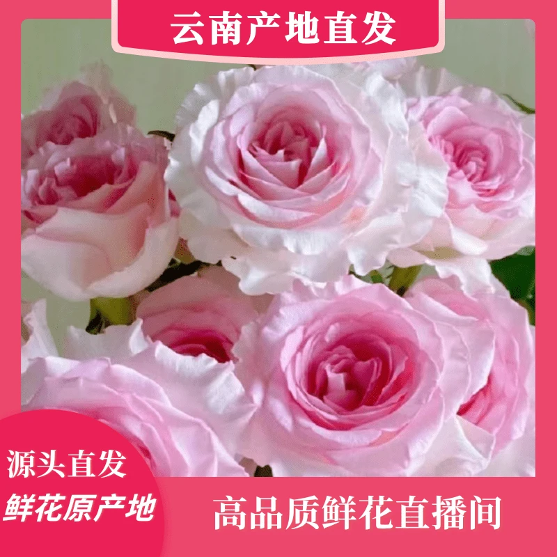 颜花专属【欢乐颂玫瑰+洛神+苹果杰克】云南鲜花基地直发