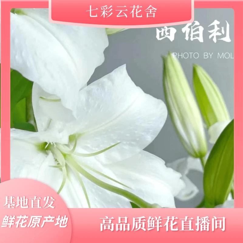 七彩云花【白色系香水百合福利】云南鲜花基地直发 收到深水醒花~