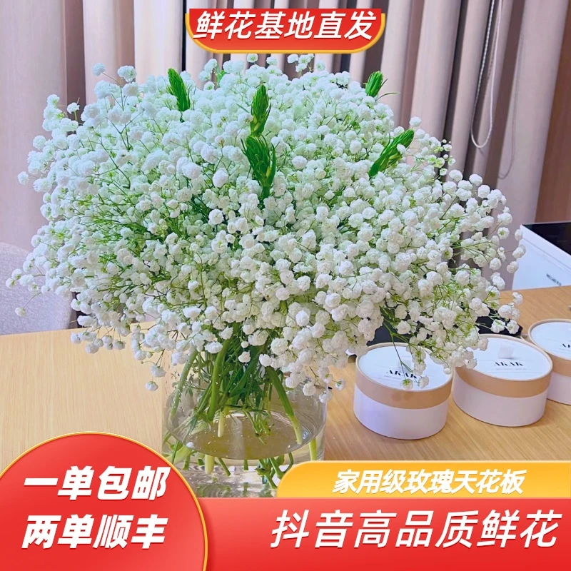 【满天星福利】云南鲜花基地顺丰包邮直发