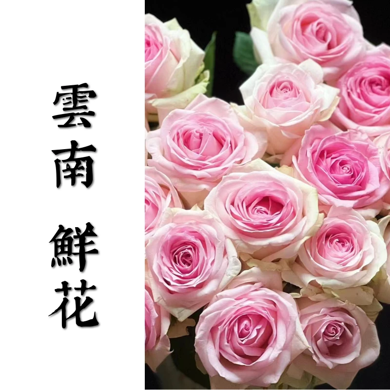 鲜花甄选【桃红雪山】云南鲜花基地直发