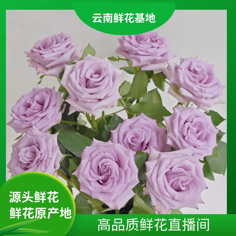 颜花【海洋之歌】云南鲜花基地直发