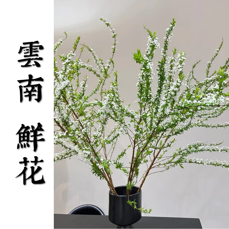 鲜花甄选【鲜枝雪柳】云南鲜花基地直发