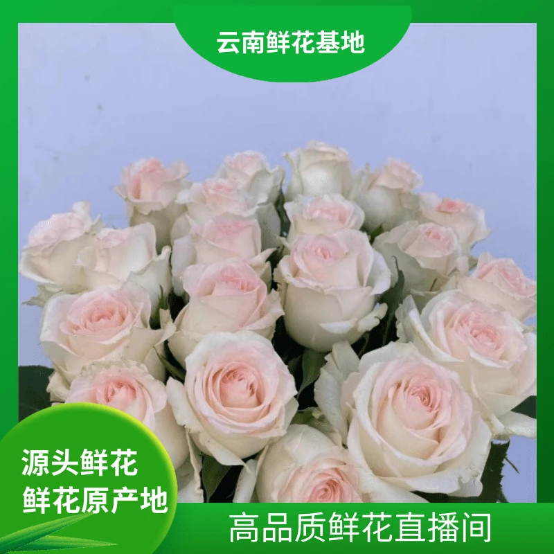 颜花【小白兔玫瑰】云南基地鲜花直发