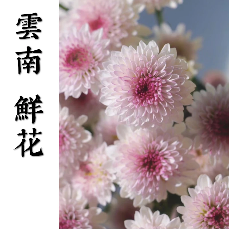 鲜花甄选【马蒂斯】 云南鲜花基地直发