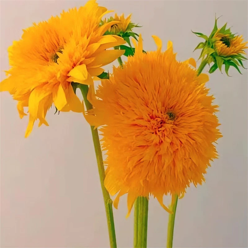 七彩云花【泰迪多头+绿心向日葵福利】云南鲜花直发