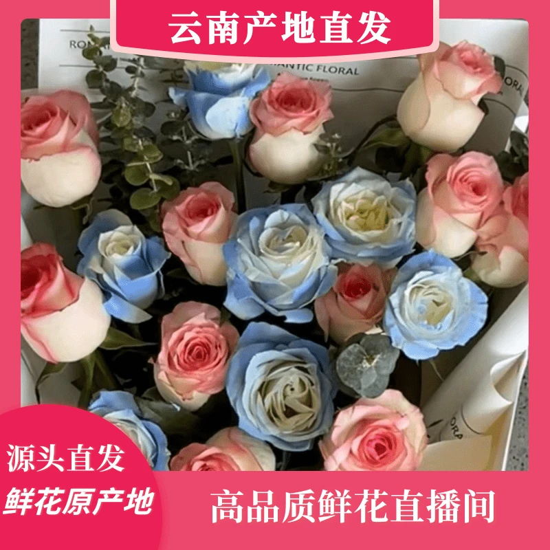 颜花专属【艾莎+桔梗+碎冰蓝】云南鲜花基地直发 收到深水醒花~