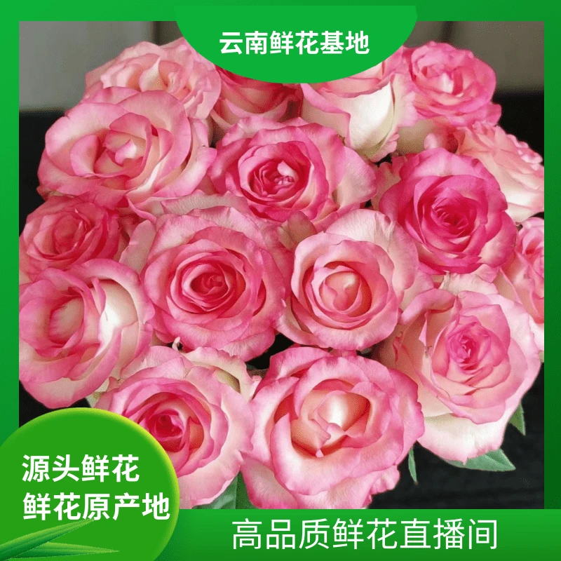 颜花【艾莎+橙芭比】云南基地直发