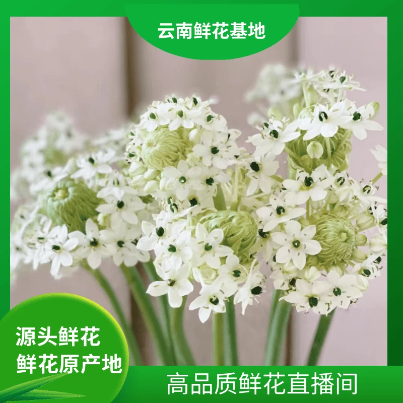 颜花【天鹅绒】云南鲜花基地直发