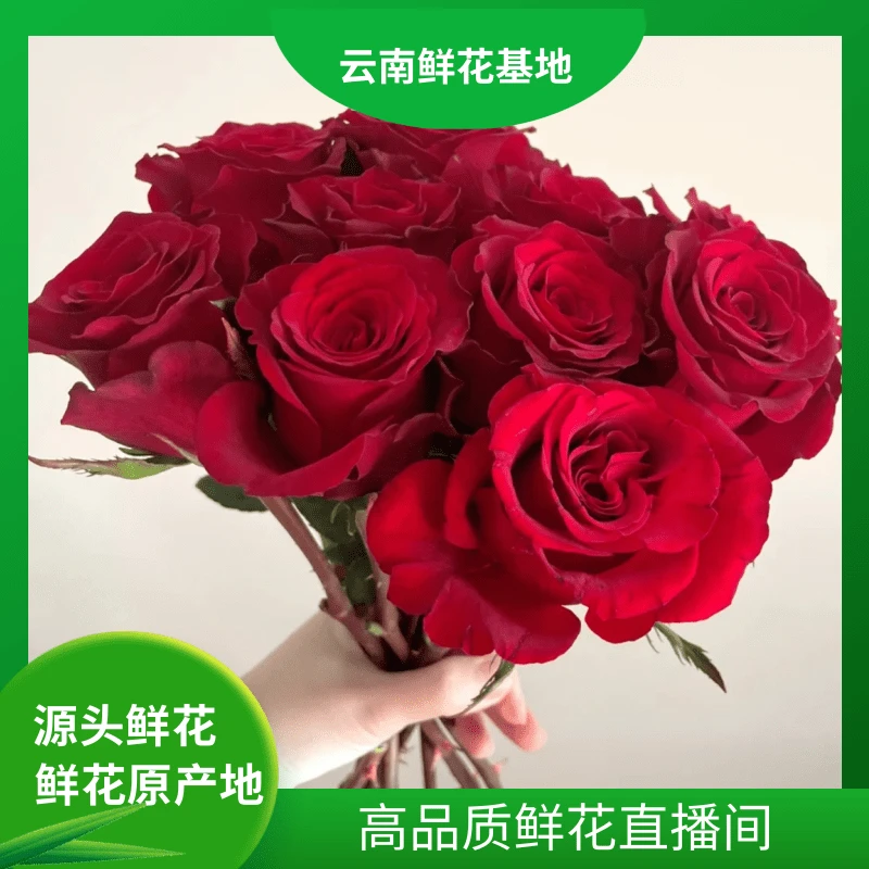 颜花【红玫瑰】云南鲜花 任意两单升级顺丰冷链